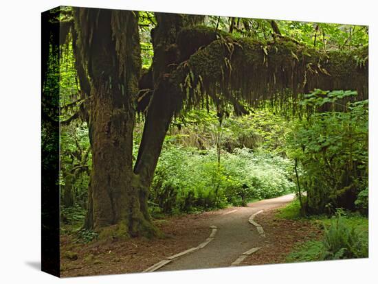 Hall of Mosses, Olympic National Park, Washington, USA-Charles Sleicher-Stretched Canvas