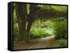 Hall of Mosses, Olympic National Park, Washington, USA-Charles Sleicher-Framed Stretched Canvas