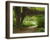 Hall of Mosses, Olympic National Park, Washington, USA-Charles Sleicher-Framed Photographic Print