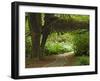 Hall of Mosses, Olympic National Park, Washington, USA-Charles Sleicher-Framed Photographic Print