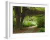 Hall of Mosses, Olympic National Park, Washington, USA-Charles Sleicher-Framed Photographic Print