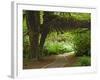 Hall of Mosses, Olympic National Park, Washington, USA-Charles Sleicher-Framed Photographic Print