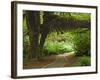 Hall of Mosses, Olympic National Park, Washington, USA-Charles Sleicher-Framed Photographic Print