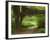 Hall of Mosses, Olympic National Park, Washington, USA-Charles Sleicher-Framed Photographic Print