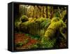 Hall of Mosses Trail in Hoh Rainforest in Olympic National Park, Washington, USA-Chuck Haney-Framed Stretched Canvas