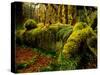 Hall of Mosses Trail in Hoh Rainforest in Olympic National Park, Washington, USA-Chuck Haney-Stretched Canvas