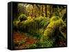 Hall of Mosses Trail in Hoh Rainforest in Olympic National Park, Washington, USA-Chuck Haney-Framed Stretched Canvas