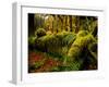 Hall of Mosses Trail in Hoh Rainforest in Olympic National Park, Washington, USA-Chuck Haney-Framed Photographic Print