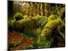 Hall of Mosses Trail in Hoh Rainforest in Olympic National Park, Washington, USA-Chuck Haney-Mounted Photographic Print