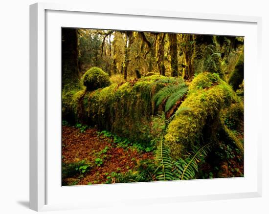 Hall of Mosses Trail in Hoh Rainforest in Olympic National Park, Washington, USA-Chuck Haney-Framed Photographic Print