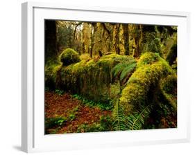 Hall of Mosses Trail in Hoh Rainforest in Olympic National Park, Washington, USA-Chuck Haney-Framed Photographic Print