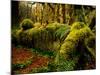 Hall of Mosses Trail in Hoh Rainforest in Olympic National Park, Washington, USA-Chuck Haney-Mounted Photographic Print