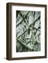 Hall of Mosses-Belinda Shi-Framed Photographic Print