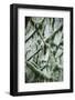 Hall of Mosses-Belinda Shi-Framed Photographic Print