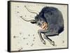 Hall's Astronomical Illustrations III-Sidney Hall-Framed Stretched Canvas