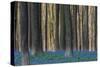 Hallerbos in Spring in Belgium with Beech Trees and Purple Bluebells-Daan Kloeg-Stretched Canvas