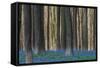 Hallerbos in Spring in Belgium with Beech Trees and Purple Bluebells-Daan Kloeg-Framed Stretched Canvas