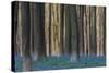 Hallerbos in Spring in Belgium with Beech Trees and Purple Bluebells-Daan Kloeg-Stretched Canvas