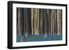 Hallerbos in Spring in Belgium with Beech Trees and Purple Bluebells-Daan Kloeg-Framed Photographic Print