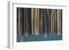 Hallerbos in Spring in Belgium with Beech Trees and Purple Bluebells-Daan Kloeg-Framed Photographic Print