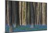 Hallerbos in Spring in Belgium with Beech Trees and Purple Bluebells-Daan Kloeg-Mounted Photographic Print