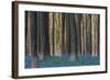 Hallerbos in Spring in Belgium with Beech Trees and Purple Bluebells-Daan Kloeg-Framed Photographic Print