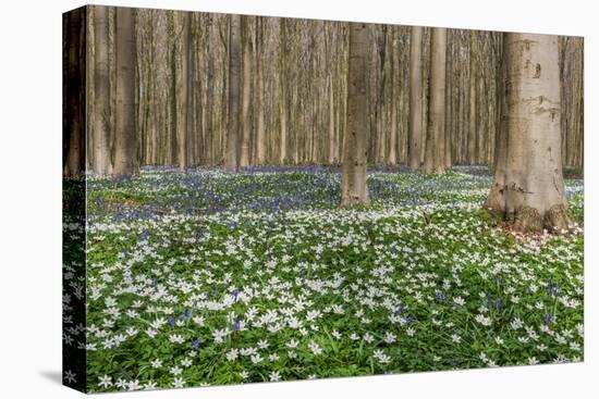 Hallerbos in Spring in Belgium with Beech Trees and Purple Bluebells-Daan Kloeg-Stretched Canvas