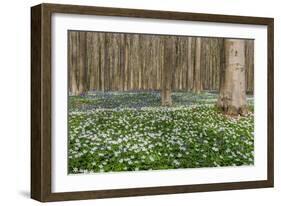 Hallerbos in Spring in Belgium with Beech Trees and Purple Bluebells-Daan Kloeg-Framed Photographic Print