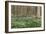 Hallerbos in Spring in Belgium with Beech Trees and Purple Bluebells-Daan Kloeg-Framed Photographic Print