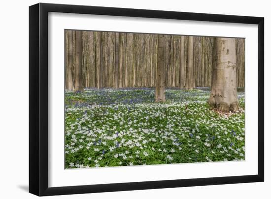 Hallerbos in Spring in Belgium with Beech Trees and Purple Bluebells-Daan Kloeg-Framed Photographic Print