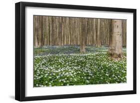 Hallerbos in Spring in Belgium with Beech Trees and Purple Bluebells-Daan Kloeg-Framed Photographic Print