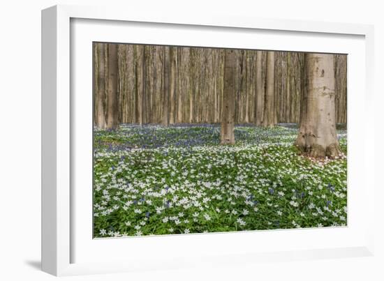 Hallerbos in Spring in Belgium with Beech Trees and Purple Bluebells-Daan Kloeg-Framed Photographic Print