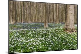 Hallerbos in Spring in Belgium with Beech Trees and Purple Bluebells-Daan Kloeg-Mounted Photographic Print