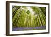 Hallerbos-Wilco Dragt-Framed Photographic Print