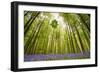 Hallerbos-Wilco Dragt-Framed Photographic Print