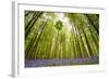 Hallerbos-Wilco Dragt-Framed Photographic Print