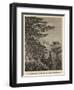 Halley's Mount and Hutt's Gate, from Woody Ridge, St Helena-null-Framed Giclee Print