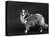 Hallinwood Golden Fetter, Shetland Sheepdog-Thomas Fall-Stretched Canvas