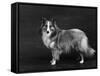 Hallinwood Golden Fetter, Shetland Sheepdog-Thomas Fall-Framed Stretched Canvas