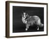 Hallinwood Golden Fetter, Shetland Sheepdog-Thomas Fall-Framed Photographic Print