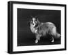 Hallinwood Golden Fetter, Shetland Sheepdog-Thomas Fall-Framed Photographic Print