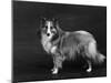 Hallinwood Golden Fetter, Shetland Sheepdog-Thomas Fall-Mounted Photographic Print