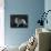 Hallinwood Golden Fetter, Shetland Sheepdog-Thomas Fall-Photographic Print displayed on a wall