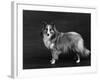 Hallinwood Golden Fetter, Shetland Sheepdog-Thomas Fall-Framed Photographic Print