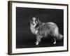 Hallinwood Golden Fetter, Shetland Sheepdog-Thomas Fall-Framed Photographic Print