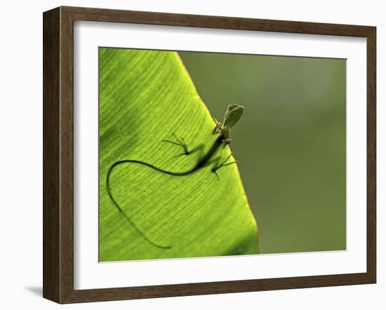 Hallo-Yoline Santosa-Framed Photographic Print