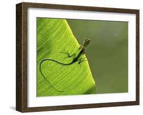 Hallo-Yoline Santosa-Framed Photographic Print