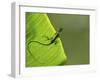 Hallo-Yoline Santosa-Framed Photographic Print