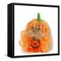 Halloween Cat Dressed Up Like a Pumpkin-Willee Cole-Framed Stretched Canvas