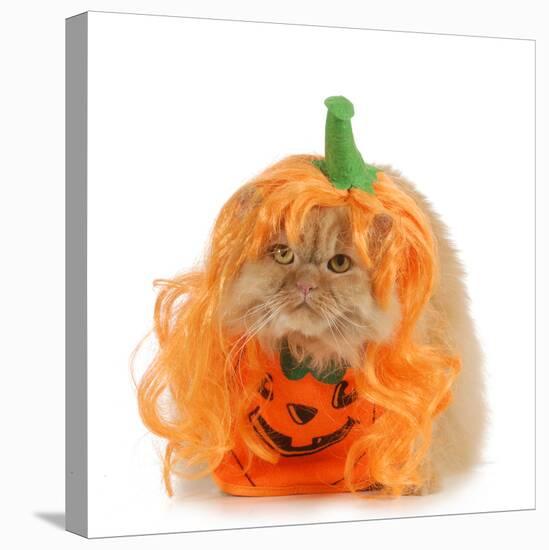 Halloween Cat Dressed Up Like a Pumpkin-Willee Cole-Stretched Canvas